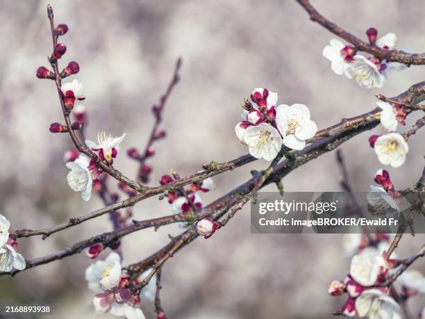 apricot blossom (vintage, soft focus, lens blur) - aprikosenbaum stock-fotos und bilder