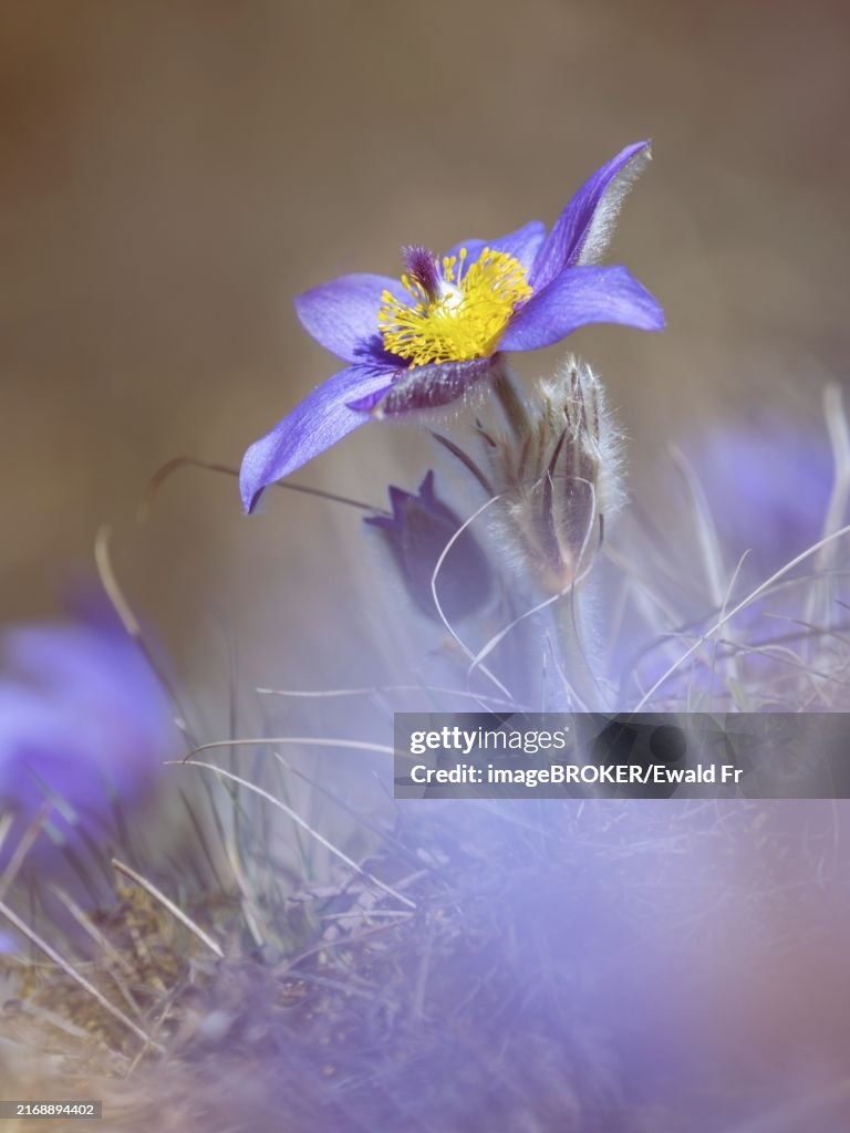 Pasqueflower. Beautiful blue flower of greater pasque flower or pasqueflower on the meadow, in latin pulsatilla grandis