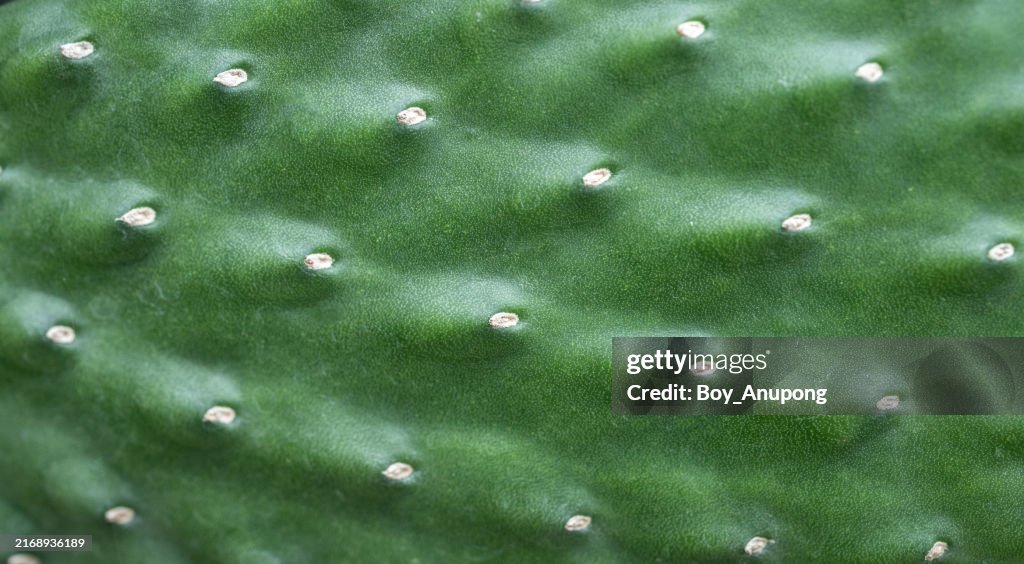 Close up of the surface of Opuntia consolea cactus.