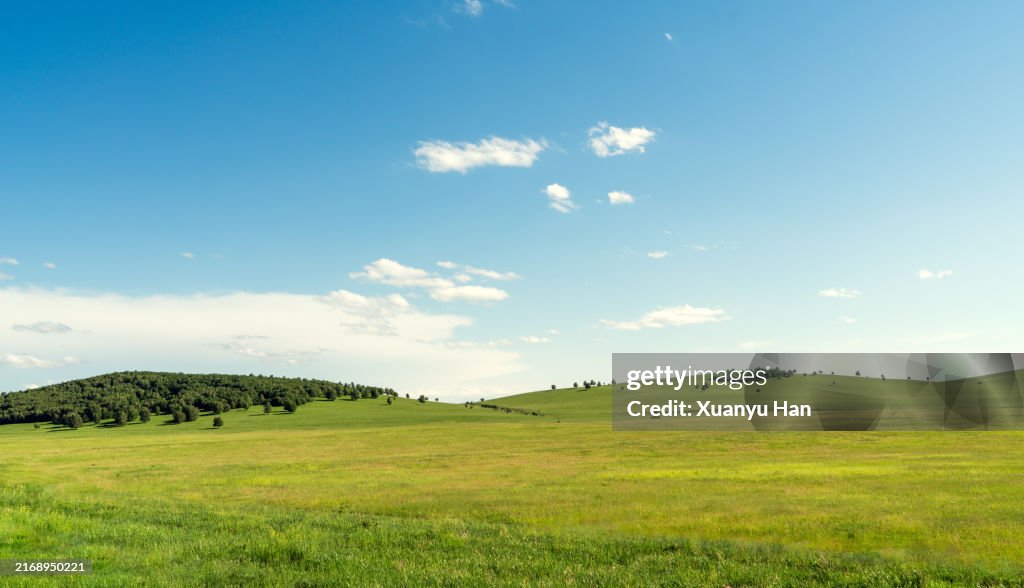 Green grassland scenery