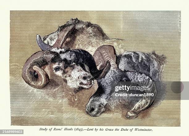 studie der widderköpfe, skizze von edwin landseer, viktorianische kunst 19. jahrhundert - widder stock-grafiken, -clipart, -cartoons und -symbole