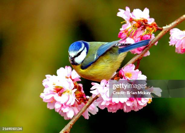 blue tit bird. - blaumeise stock-fotos und bilder