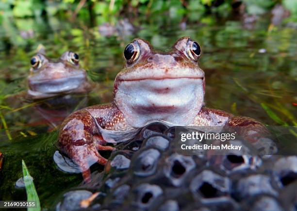 Frog And Spawn High-Res Stock Photo