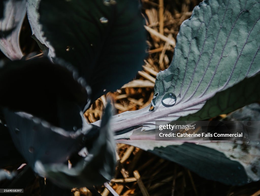 A bead of rain on a cabbage leaf