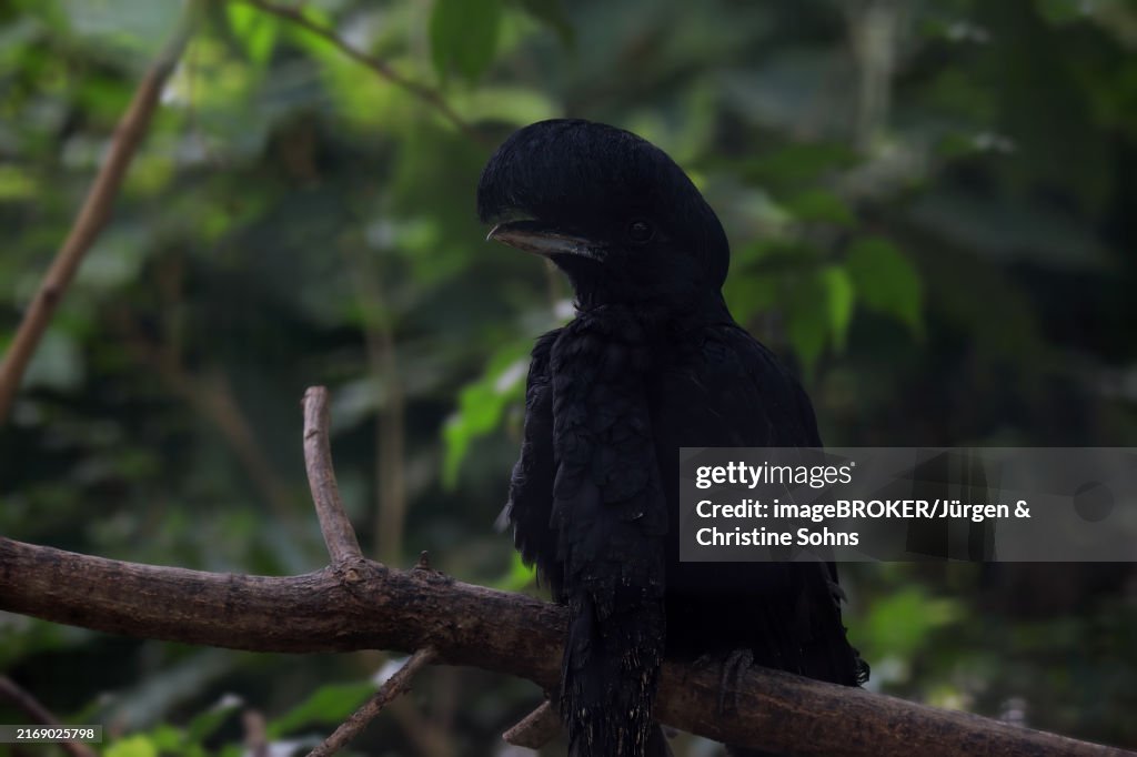 Long-wattled Umbrella Bird (Cephalopterus penduliger), adult, portrait, on tree, Columbia, South America