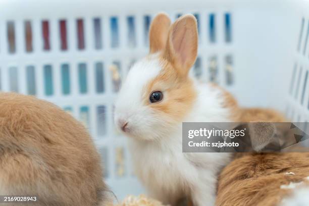 Asia Rabbits 5,994 Asian Bunny Stock Photos, High-Res Pictures, and Images - Getty ...