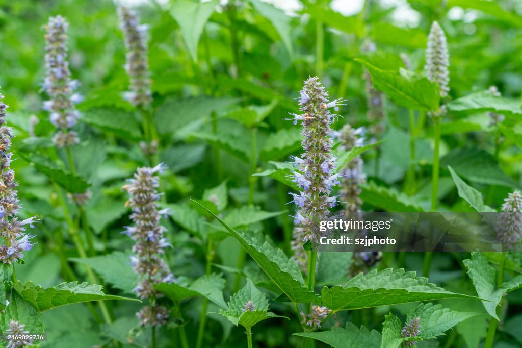 Medicinal Materials is Agastache rugosa