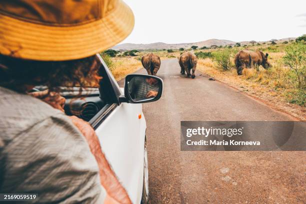 a male tourist watches rhinos from a car in a national park in south africa. - protección-de-fauna-salvaje fotografías e imágenes de stock