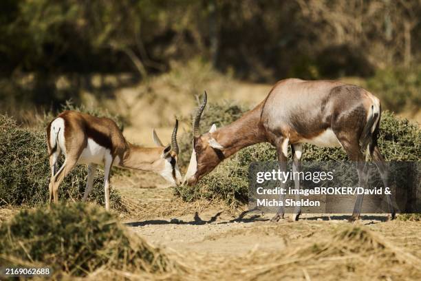 Distribution Springbok 76 Damaliscus Dorcas Dorcas Stock Photos, High-Res Pictures, and Images ...