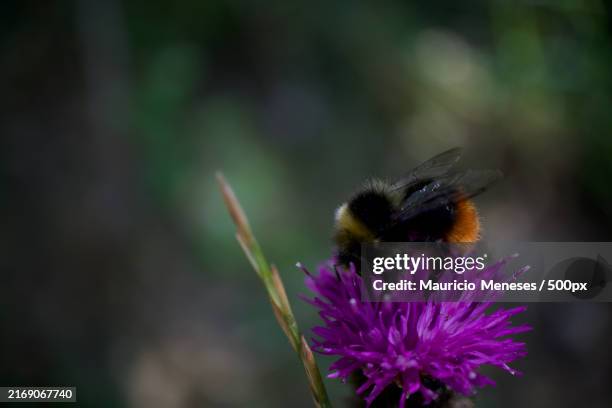 close-up of bee on flower - symbiotic relationship stock pictures, royalty-free photos & images