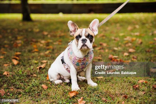 french bulldog puppy looking at camera sitting in the park - bulldog fotografías e imágenes de stock
