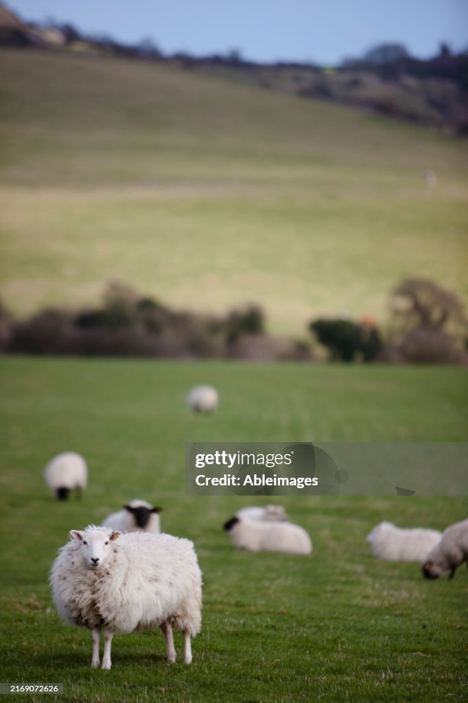 Sheep in a field