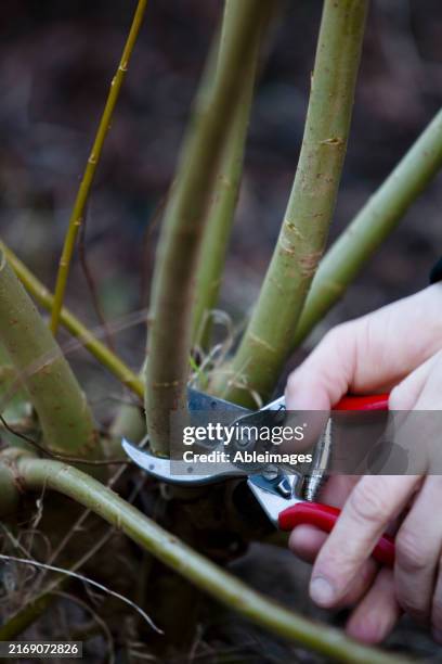 close up of a man hands pruning a willow twig - scissor hand stock pictures, royalty-free photos & images