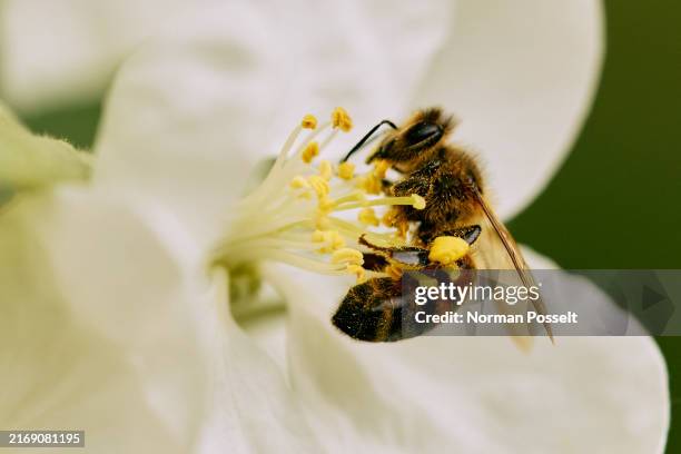 close up bumble bee pollinating white flower - polinización fotografías e imágenes de stock