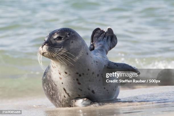 close-up of sea lion at beach,helgoland,germany - harbour seal stock pictures, royalty-free photos & images