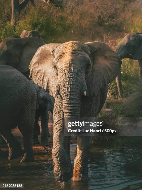 close-up of african elephant in forest - group of animals stock pictures, royalty-free photos & images