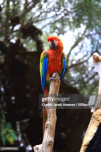 close-up of macaw perching on tree,mexico - guacamayo escarlata fotografías e imágenes de stock