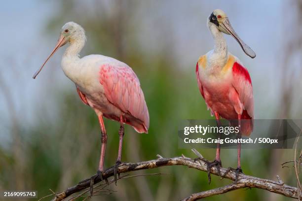 close-up of birds perching on branch,sanibel island,florida,united states,usa - roseate spoonbill stock pictures, royalty-free photos & images