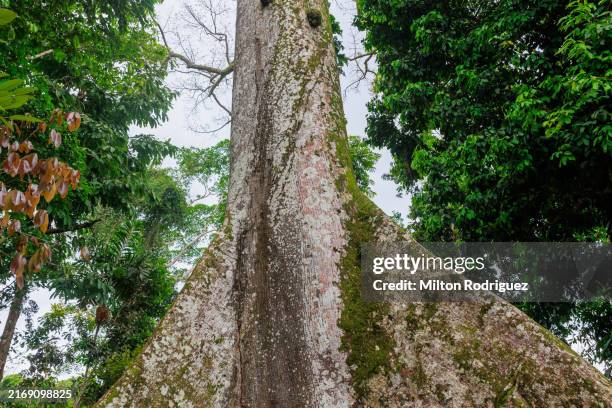 the lupuna tree in the peruvian amazon. - kapok tree stock pictures, royalty-free photos & images