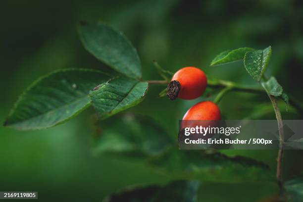 close-up of berries growing on plant - rose hip stock pictures, royalty-free photos & images