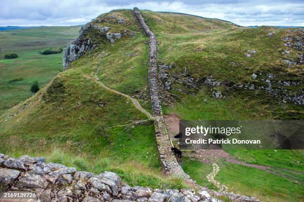 sycamore gap, hadrian's wall, england - hexham stock pictures, royalty-free photos & images