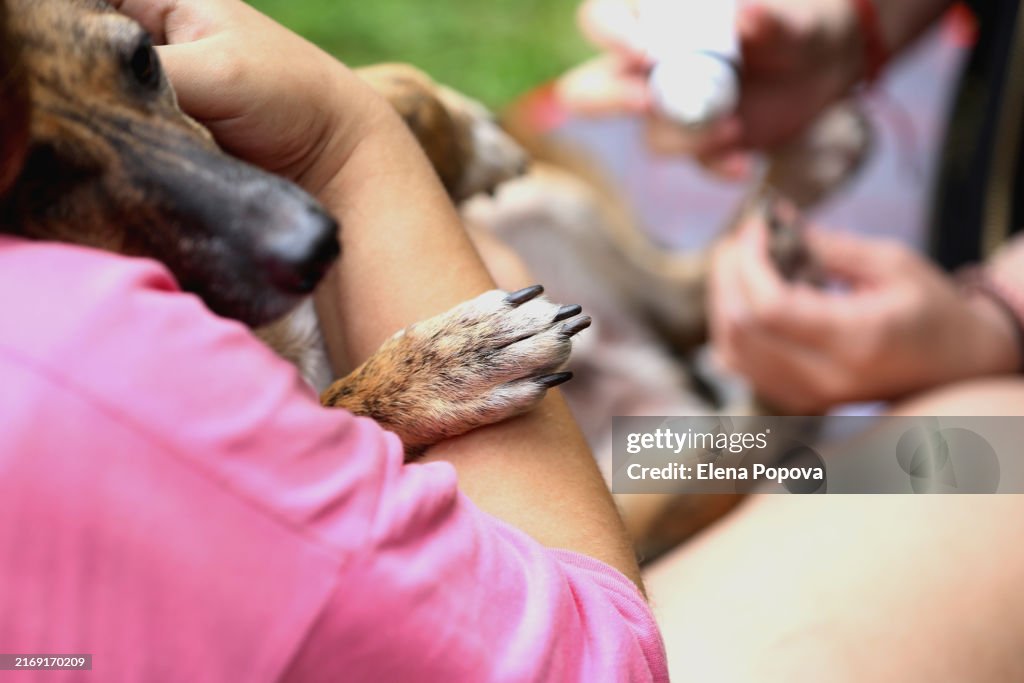 Animal Groomer Cutting Claw And Polishing Dog's Paws At Outdoors Pets Playground