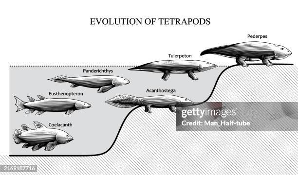 evolution of tetrapods - erosion control stock illustrations