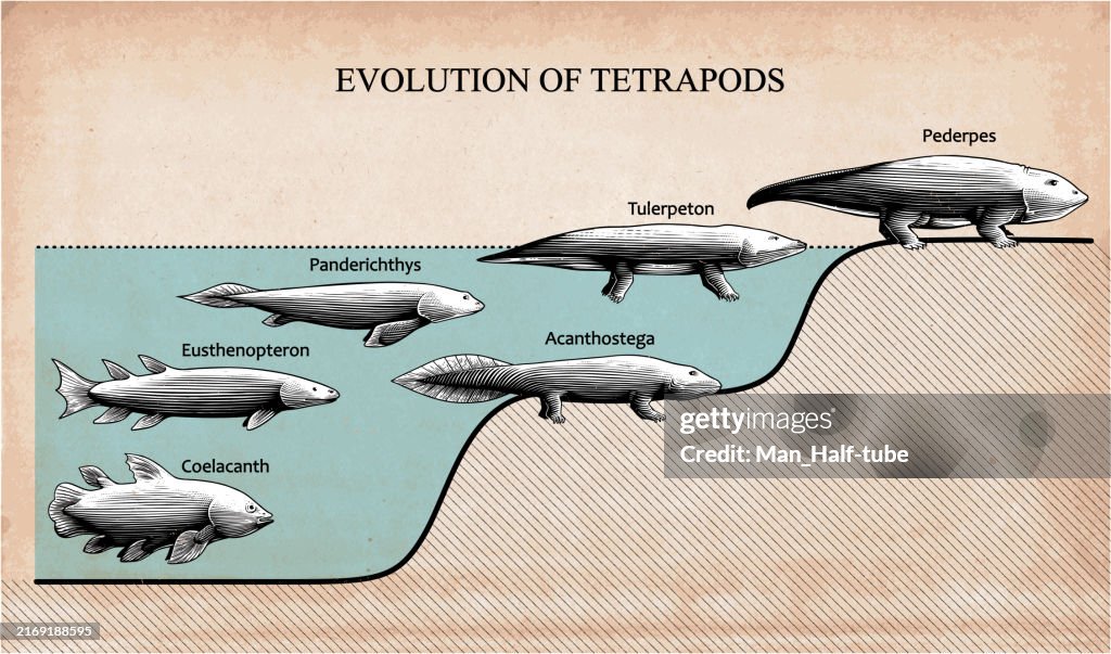 Evolution der Tetrapoden
