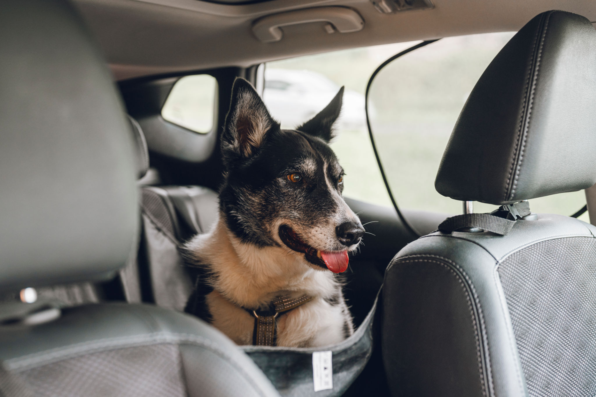 dog safety gear