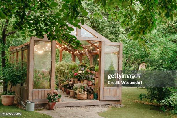 wooden illuminated greenhouse in backyard - green house stock pictures, royalty-free photos & images