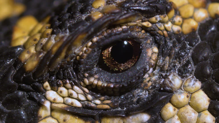 Single Lizard Scale 1,740 Lizard Scales Stock Videos, Footage, & 4K Video Clips - Getty Images