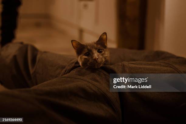 cute grey cat poking head out from toy tunnel - cottage cats stock pictures, royalty-free photos & images
