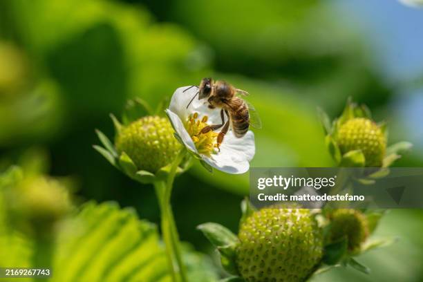 bee on a flower - flowering currant stock pictures, royalty-free photos & images