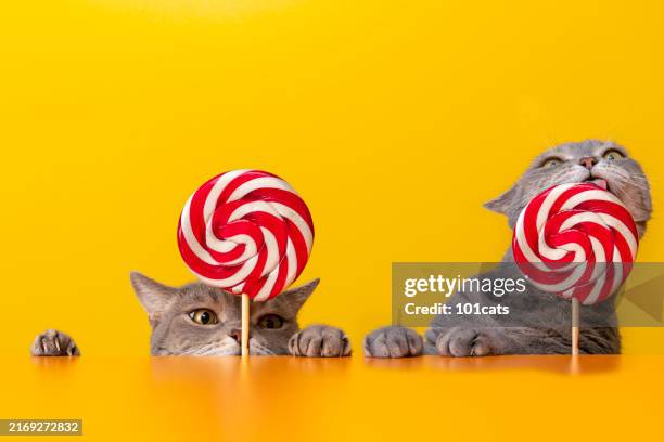 british shorthair cat licking red and white color candy - greed stock pictures, royalty-free photos & images