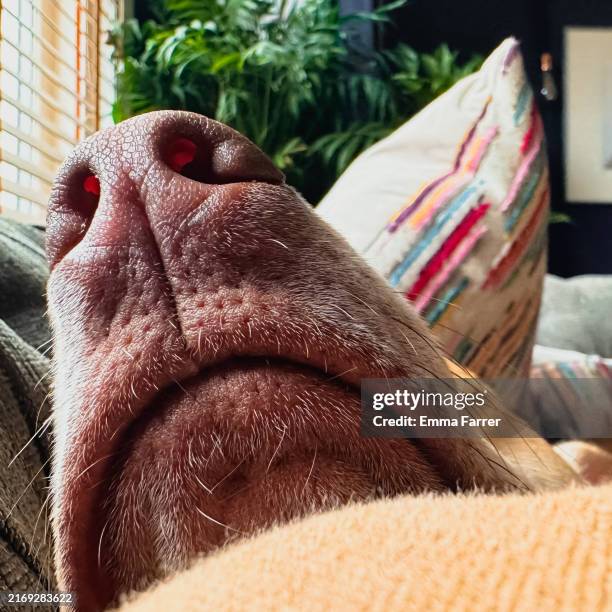 bull lurcher asleep on sofa - extreme close up stock pictures, royalty-free photos & images
