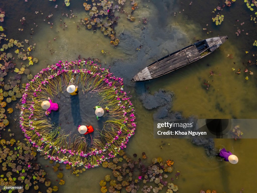 Aerial view of rural women in Moc Hoa district, Long An province, Mekong Delta are harvesting water lilies. Water lily is a traditional dish here