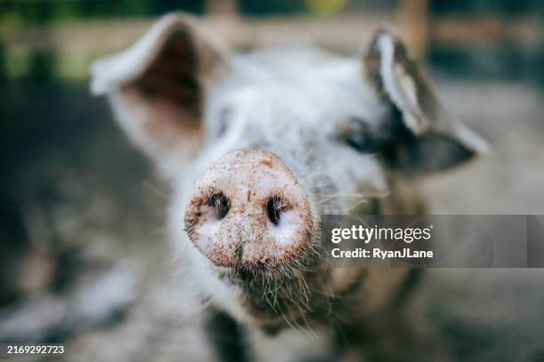 retrato de nariz de cerdo en una pequeña granja - derechos de los animales fotografías e imágenes de stock