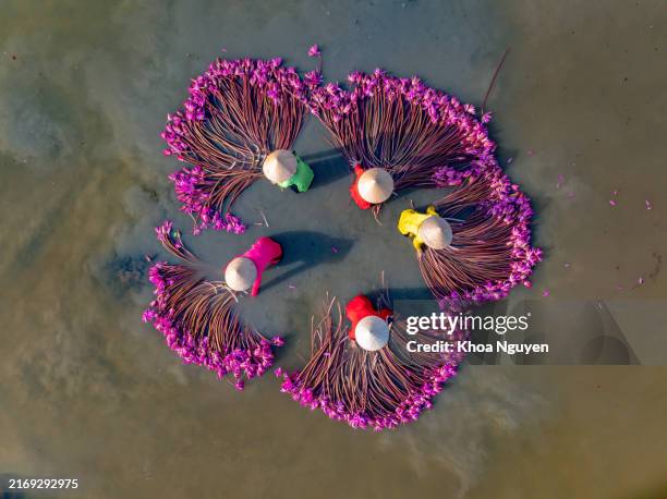 vue aérienne de femmes rurales dans le district de moc hoa, province de long an, delta du mékong récoltent des nénuphars. - étang photos et images de collection