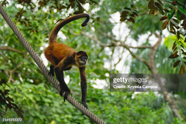 central american spider monkey on a rope in rainforest - spider monkey stock pictures, royalty-free photos & images