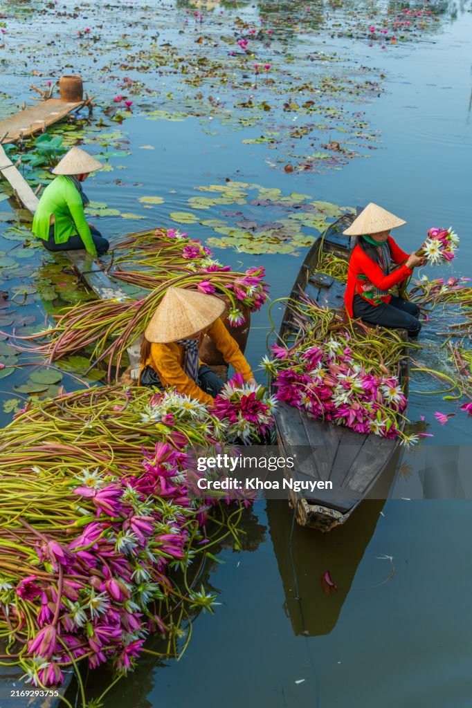 Provincia de Long An, Vietnam - 14 de abril de 2024: vista de mujeres rurales en un bote de madera en el distrito de Moc Hoa, provincia de Long An, delta del Mekong, están cosechando nenúfares. El nenúfar es un plato tradicional aquí. Concepto de viaje