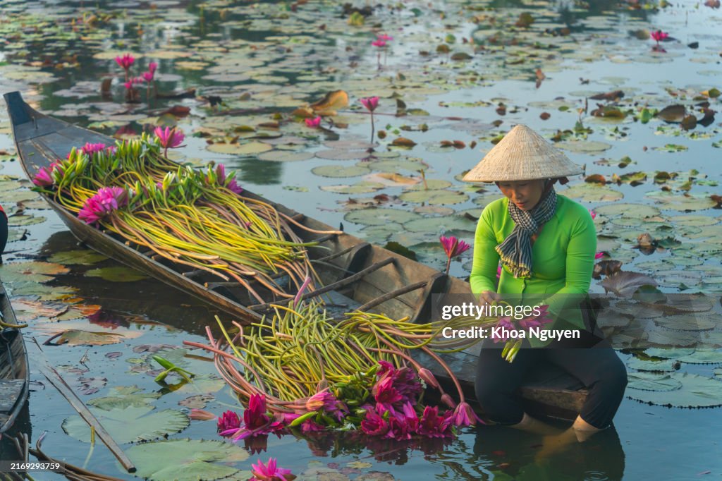 Long An province, Vietnam - 14 Apr 2024: view of rural women on wooden boat in Moc Hoa district, Long An province, Mekong Delta are harvesting water lilies. Water lily is a traditional dish here. Travel and landscape concept
