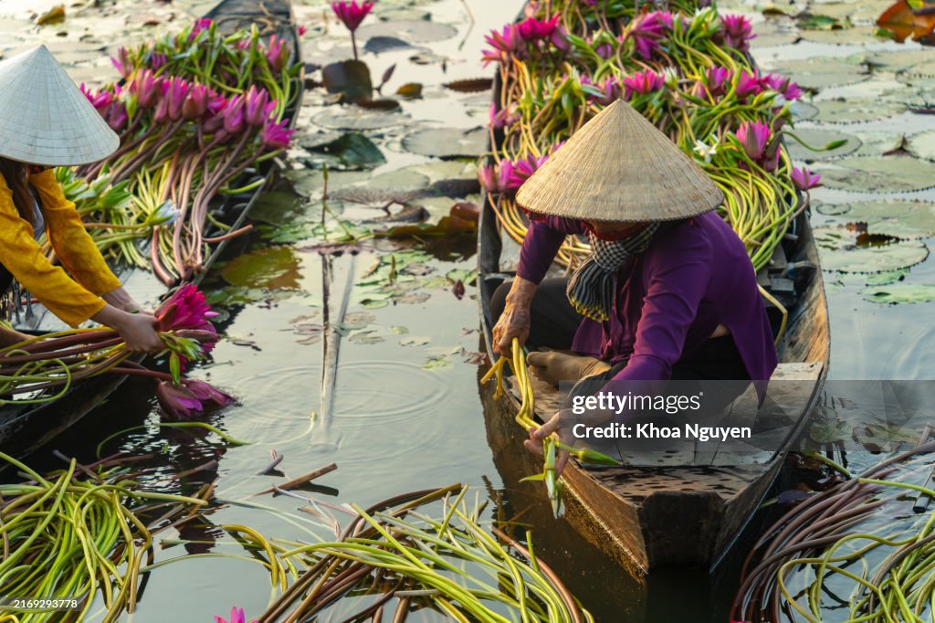 Long An province, Vietnam - 14 Apr 2024: view of rural women on wooden boat in Moc Hoa district, Long An province, Mekong Delta are harvesting water lilies. Water lily is a traditional dish here. Travel and landscape concept