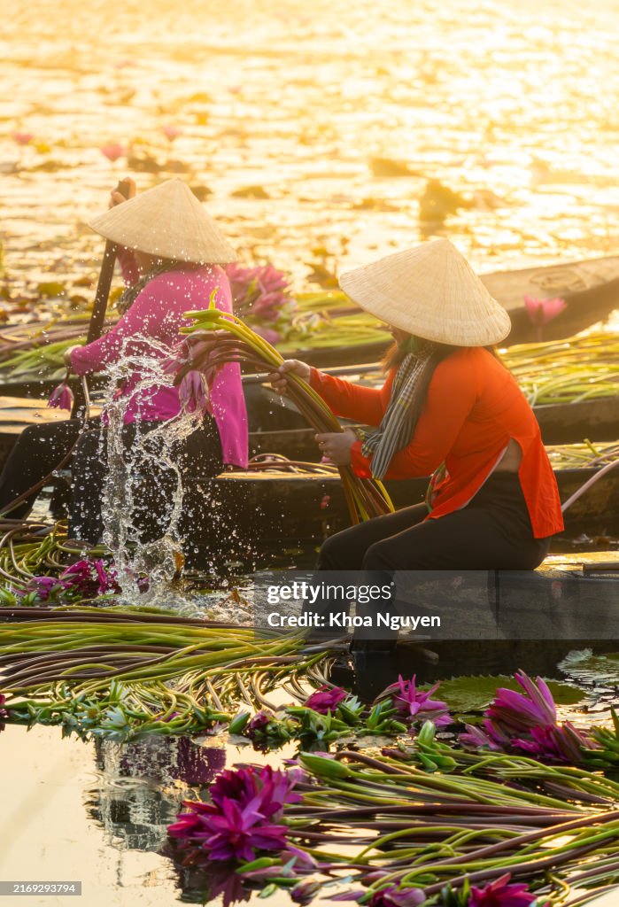 Long An province, Vietnam - 14 Apr 2024: view of rural women on wooden boat in Moc Hoa district, Long An province, Mekong Delta are harvesting water lilies. Water lily is a traditional dish here. Travel and landscape concept
