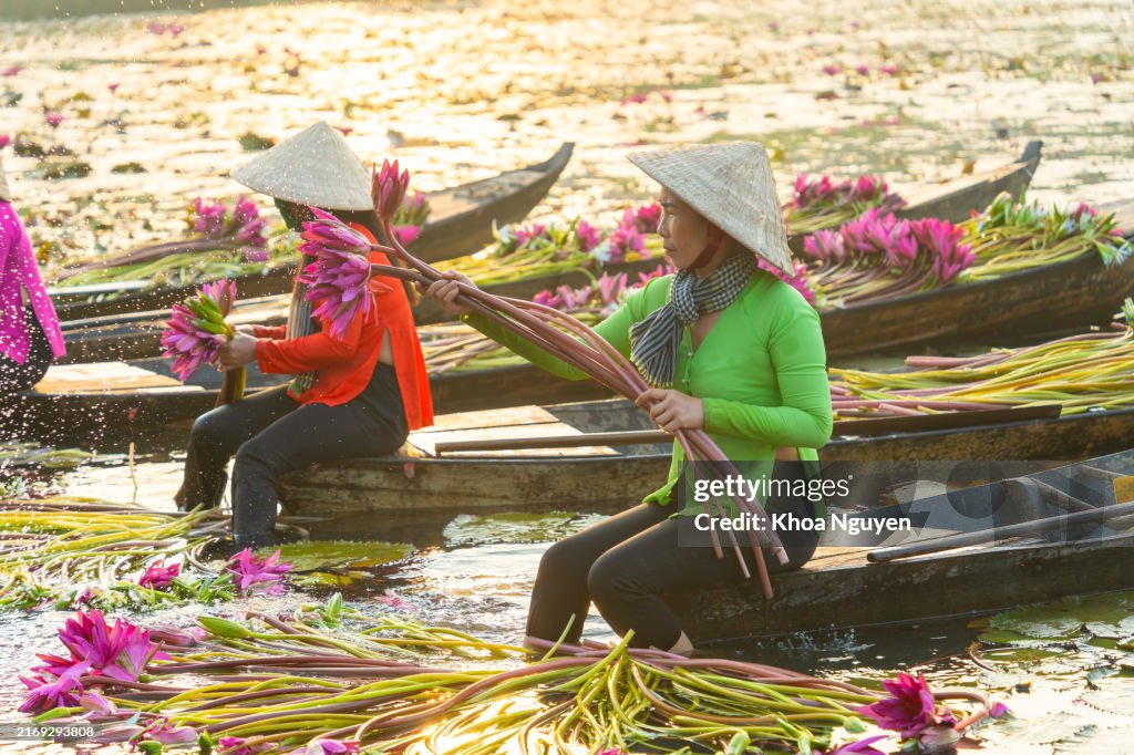 Long An province, Vietnam - 14 Apr 2024: view of rural women on wooden boat in Moc Hoa district, Long An province, Mekong Delta are harvesting water lilies. Water lily is a traditional dish here. Travel and landscape concept