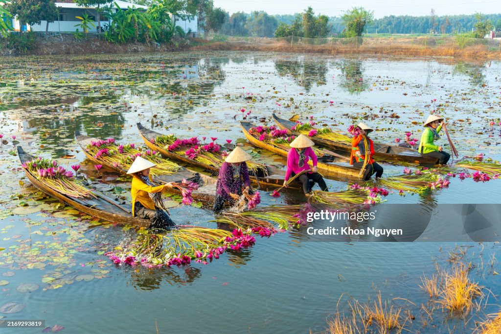 Long An province, Vietnam - 14 Apr 2024: view of rural women on wooden boat in Moc Hoa district, Long An province, Mekong Delta are harvesting water lilies. Water lily is a traditional dish here. Travel and landscape concept