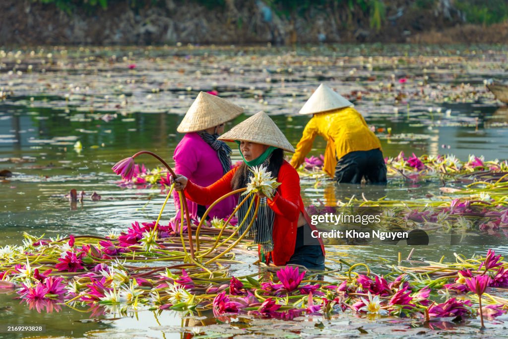 Long An province, Vietnam - 14 Apr 2024: view of rural women on wooden boat in Moc Hoa district, Long An province, Mekong Delta are harvesting water lilies. Water lily is a traditional dish here. Travel and landscape concept