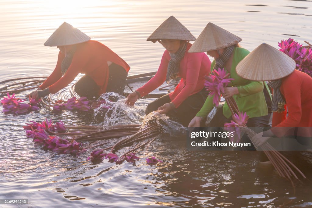 Vista de mujeres rurales en un bote de madera en el distrito de Moc Hoa, provincia de Long An, delta del Mekong están cosechando nenúfares. El nenúfar es un plato tradicional aquí. Concepto de viaje y paisaje