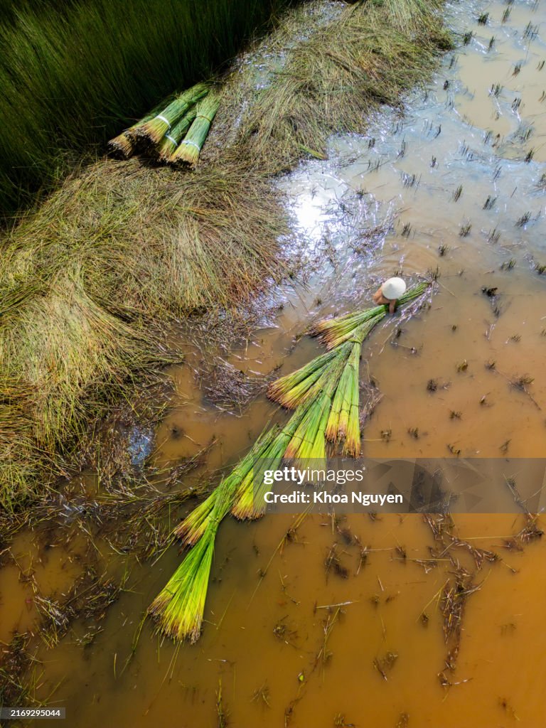 View of farmers harvest Lepironia articulata, Vietnamese name is Co bang. It is harvested by people in the Mekong Delta to make handicraft products.