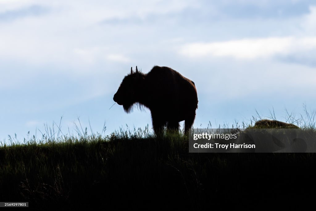 Bison Silhouette