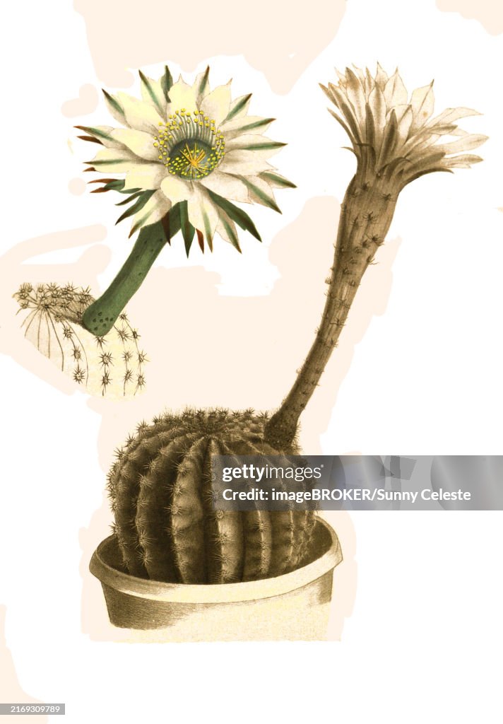 Cacti, Echinopsis turbinata, syn., plant species in the genus Echinopsis of the cactaceae family (Echinopsis eyriesii), Historical, digitally restored reproduction from a 19th century original